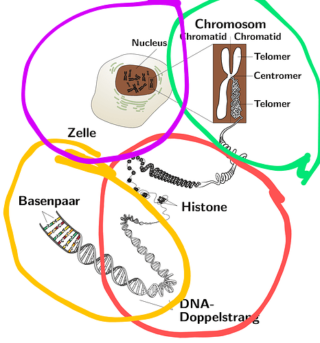 Chromosom_und_DNA~2