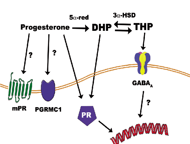 Progesterone-pleiotropic-effects-are-mediated-via-the-progesterone-receptor-PR