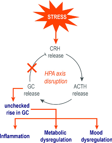 Hypothalamic-Pituitary-Adrenal-axis-disruption-can-promote-chronic-inflammatory-and-lead