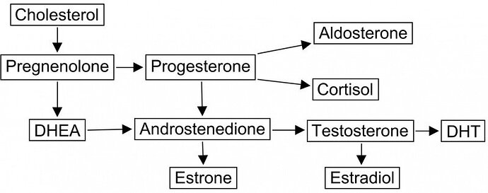 steroid-pathway-1