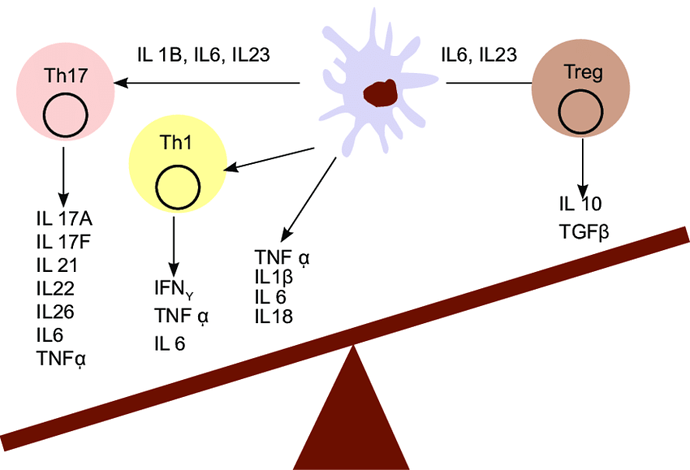 Pro-and-Anti-inflammatory-cytokines-balance-IgA