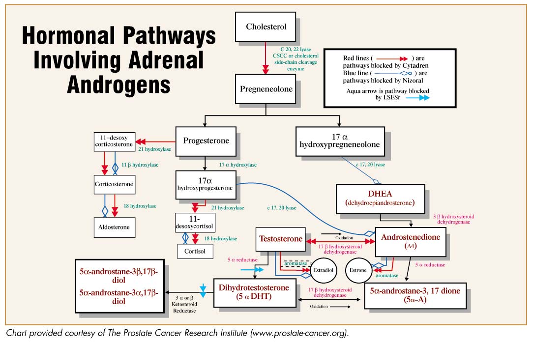 Steroidogenesis diagrams of hormone pathways Lab Tests