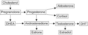 dhea-steroid-hormone-pathway
